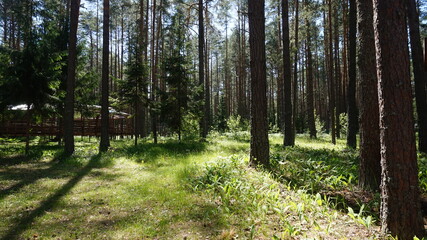 Лесной массив, forest area