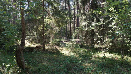 Лесной массив, forest area