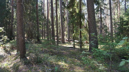 Лесной массив, forest area