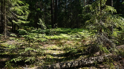 Лесной массив, forest area