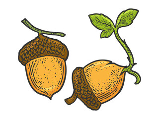 sprouted acorn sketch raster illustration © Oleksandr Pokusai