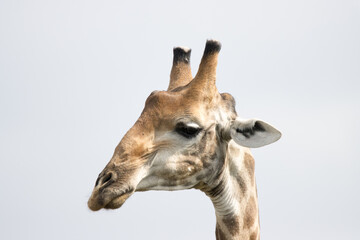 Obraz premium Kruger National Park: Giraffe