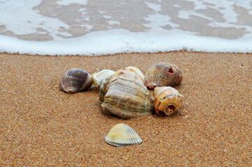 seashells on the beach, ocean shore, sand on the beach