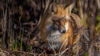 Wild red fox vulpes seen hiding, hunting in thick brush area along Alaska Highway in northern Canada during early spring time with dark theme. 