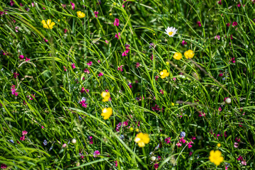 beautiful meadow flower poster showing summer fields in bloom