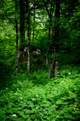 Fototapeta na wymiar ferns in Sandwald, Linthal Glarus