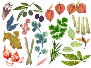 Watercolor illustration Botanical foliage leaves herbal and spices and fruit collection abstract leaves elements