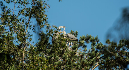 heron on tree