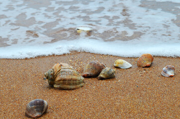 Fototapeta na wymiar seashells lie on the beach, sea, sand, waves