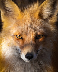 Close up face of a wild red fox vulpes seen in Yukon Territory, northern Canada during spring time with eyes staring intently into camera, beautiful fur and serious expression on foxes face. 