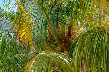 Close-up view of a coconut tree with fruit