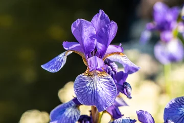 Möbelaufkleber purple iris flower © Urmas