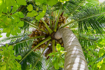Bottom view of a coconut tree with fruit in the rainforest