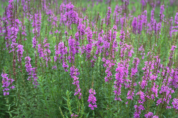 Obraz premium Lythrum in summer