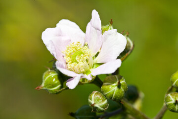 Blackberry flower on a blurred background.