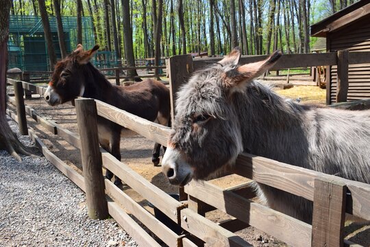 Portrait of a bround donkey