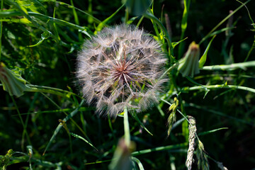 Close-up of Tragopogon pratensis - the Meadow Salsify seed ball