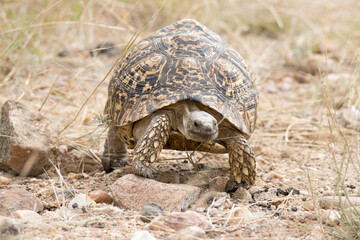 Kruger National Park: tortoise