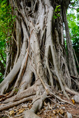 The intertwining roots rise up to the trunk of a rising Banyan tree