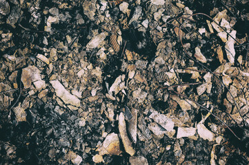 Dark texture background. Slate, burnt bark. Sunny day