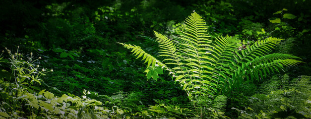 Fern in tropical jungle background. Fern leaves with a plant pattern. Natural plant tropical...