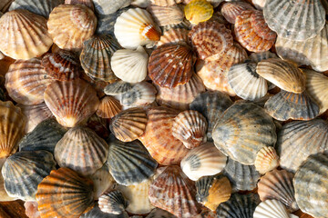 Summer background pattern from seashells. Shell close-up. Ocean coast. Seashells background.