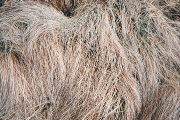 Wilted steppe grass as a background. Autumn vegetation. Dry grass, table, hay, animal feed, farming, harvesting, mowing, wheat, season, fodder harvesting.