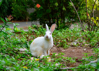 Curious white rabbit near a house in a village in the Maldives
