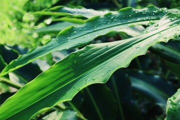 Obraz premium Beautiful of green tropical leaves plant and water drop background