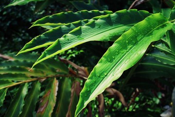 Beautiful of green tropical leaves plant and water drop background