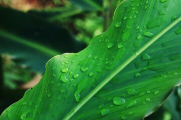Beautiful of green tropical leaves plant and water drop background