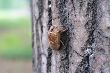 Close-up of cicada slough climbing on tree