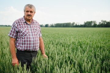 Naklejka na ściany i meble Portrait of senior farmer agronomist in wheat field looking in the distance. Successful organic food production and cultivation.