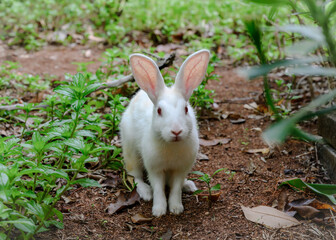 Curious and trusting white rabbit