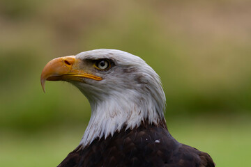 Portrait du pygargue à tête blanche Haliaeetus leucocephalus