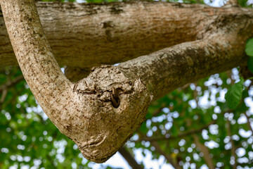 A branch of a tropical tree in the Maldives that looks like a dinosaur