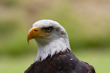Portrait du pygargue à tête blanche Haliaeetus leucocephalus