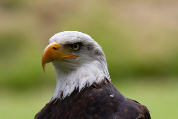 Portrait du pygargue à tête blanche Haliaeetus leucocephalus