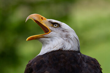 Portrait du pygargue à tête blanche Haliaeetus leucocephalus