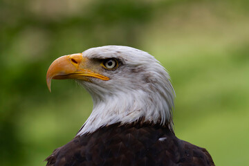 Portrait du pygargue à tête blanche Haliaeetus leucocephalus