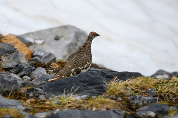 rock ptarmigan (Lagopus muta) in early summer in the Glarus Alps