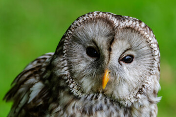 Portrait de Chouette de l'Oual Strix uralensis 