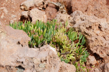 Coast plant on Balearic island