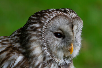 Portrait de Chouette de l'Oual Strix uralensis 