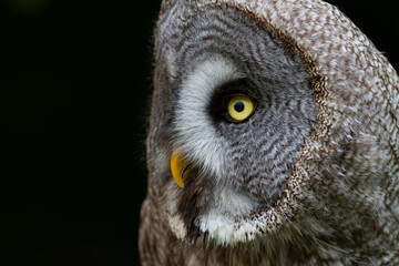Portrait de la chouette lapone Strix nebulosa