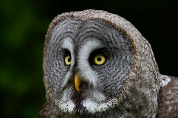 Portrait de la chouette lapone Strix nebulosa