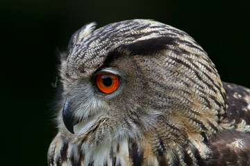 Hibou Grand-Duc Bubo bubo en gros plan