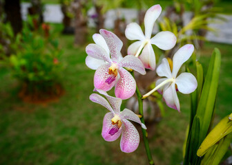 Pink and white orchids in a park in the Maldives