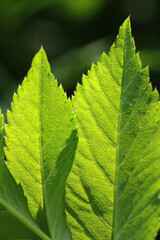 Large green leaf with grass under the bright sun