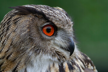 Hibou Grand-Duc Bubo bubo en gros plan